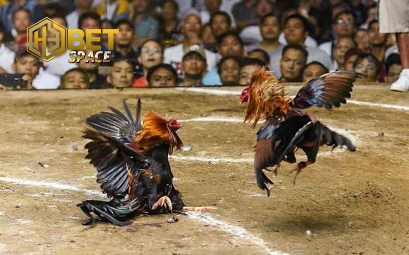 Kinh nghiệm chăm sóc gà đá: Dinh dưỡng, luyện tập cho chiến kê 2 kinh nghiệm chăm sóc gà đá